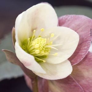 Meet your Posher, Beca